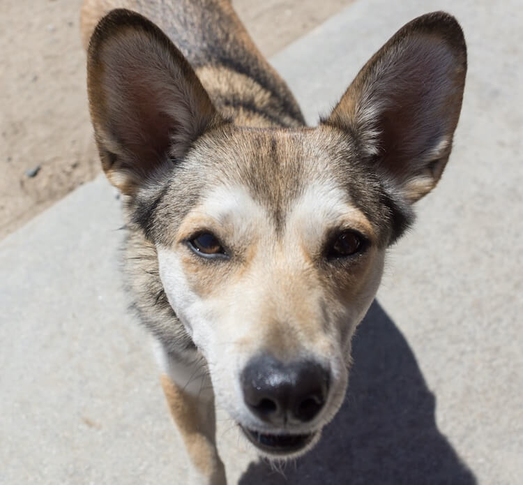 Husky Mix Breed All Things Dogs