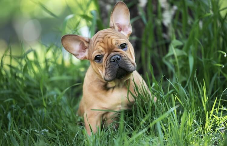 Fawn French Bulldog