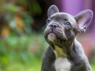 french-bulldog-price