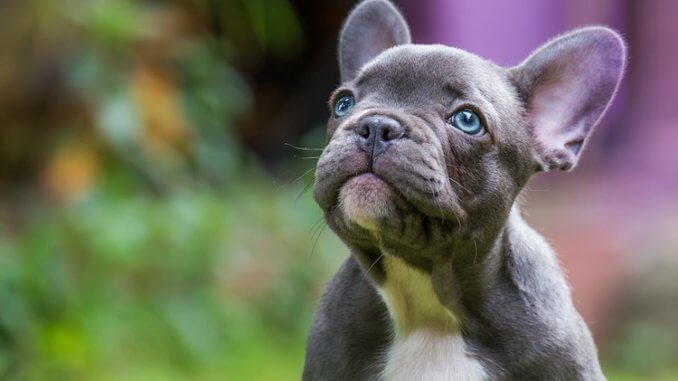 french-bulldog-price