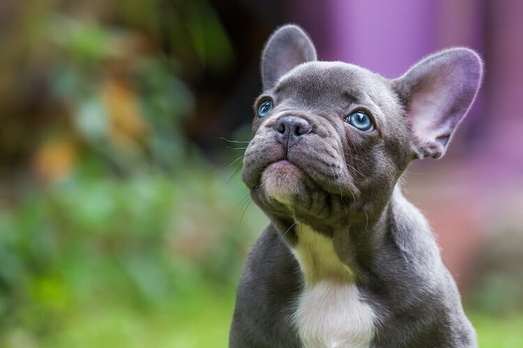 french bulldog with blue eyes