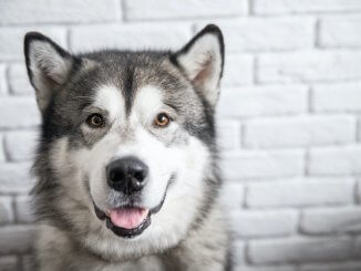 Giant Alaskan Malamute