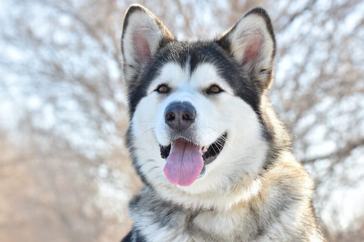 Giant Alaskan Malamute Dog
