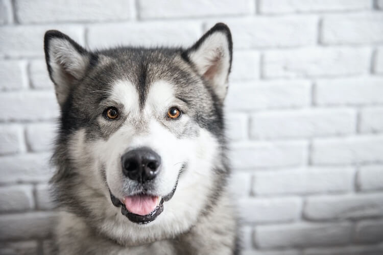 giant malamute husky