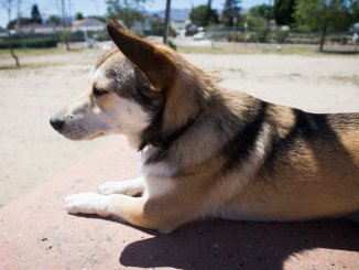 Pembroke Corgi and Siberian Husky