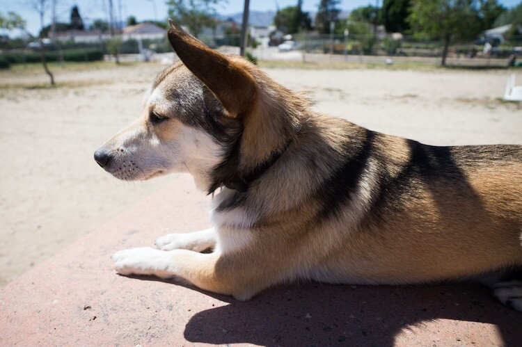 corgi catahoula mix