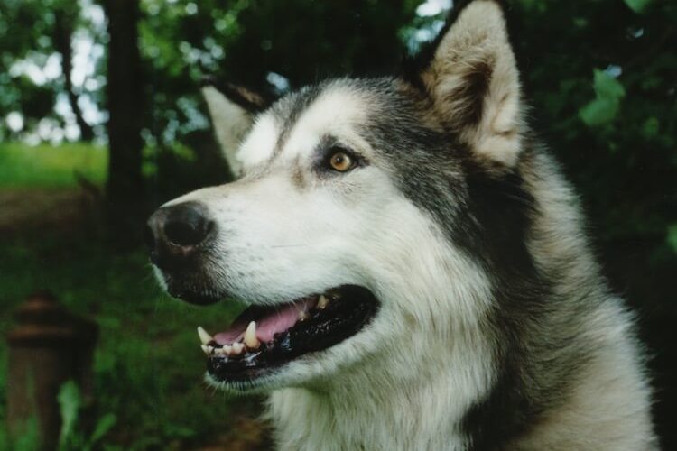 Portrait Of A Giant Alaskan Malamute