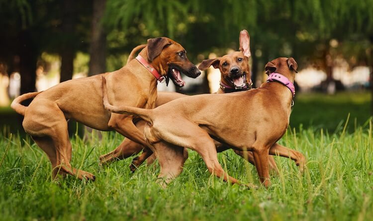 Rhodesian Ridgeback Dogs