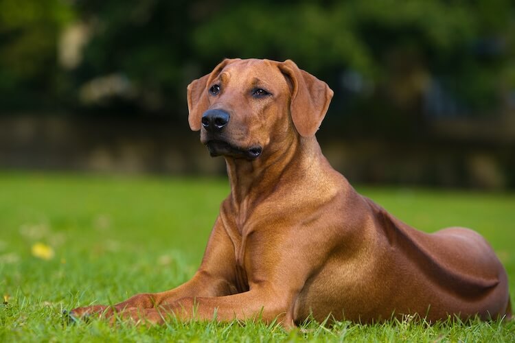 rhodesian ridgeback ridgeback