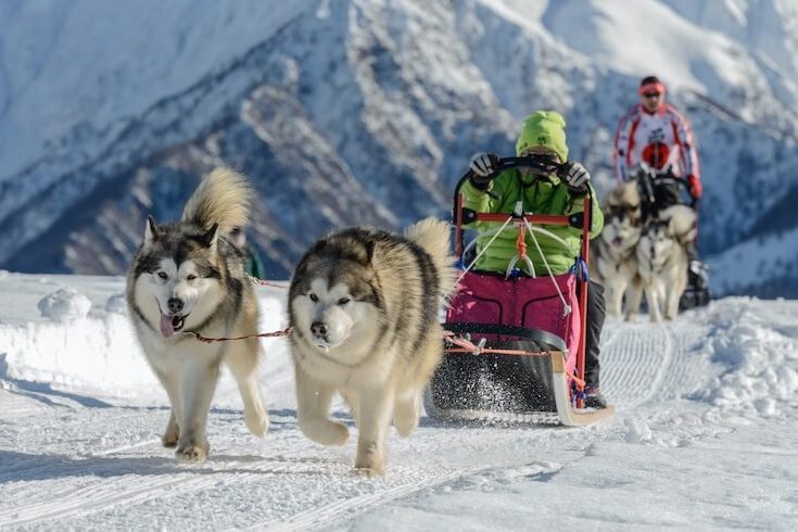 Two Alaskan Malamute Dogs Pulling A Sled