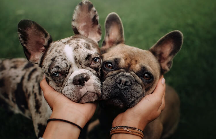 Two Expensive French Bulldog Puppies