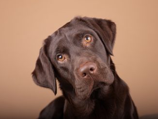 a photo of a cute chocolate labrador with head tilted