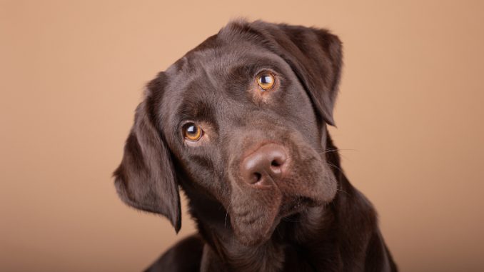 a photo of a cute chocolate labrador with head tilted