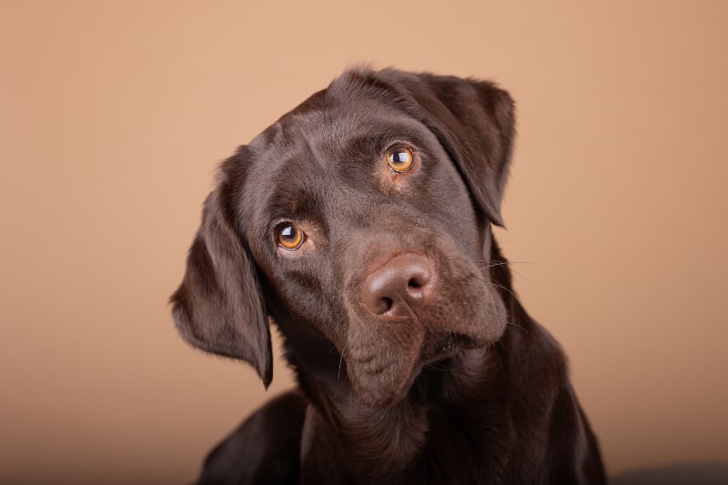 Chocolate Lab Temperament, Personality, & Characteristics - All Things Dogs