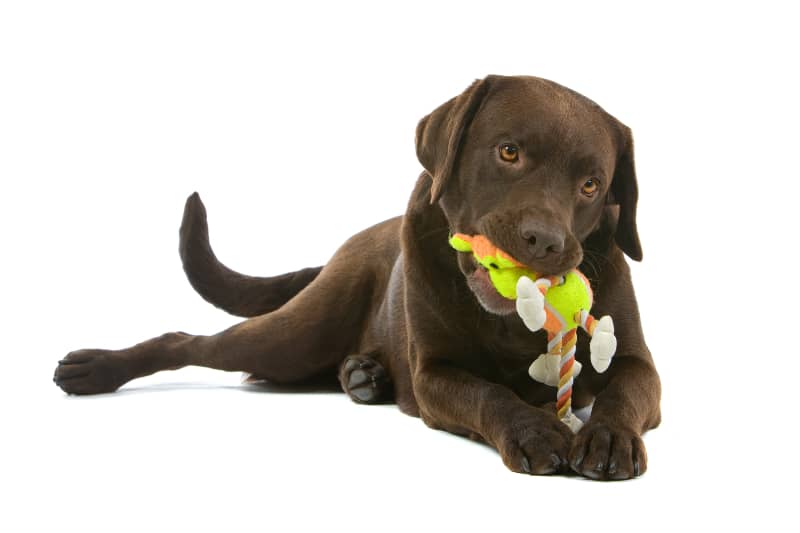 cute chocolate lab having fun playing and biting a toy