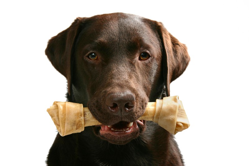 shot of a chocolate labrador with a bone in this mouth