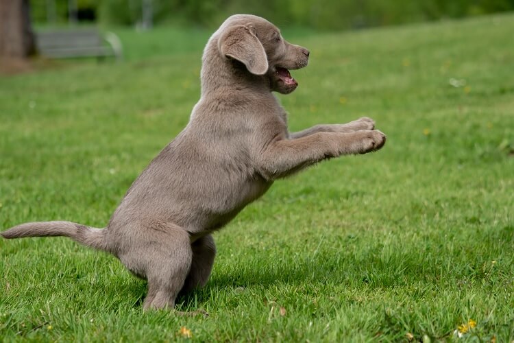 A Puppy Lab Playing
