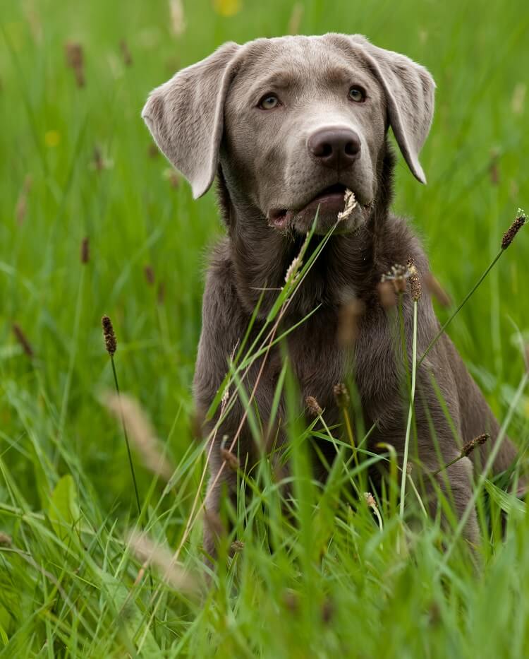 A Silver Lab Outside