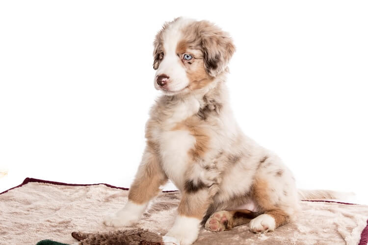 Australian Shepherd Mini