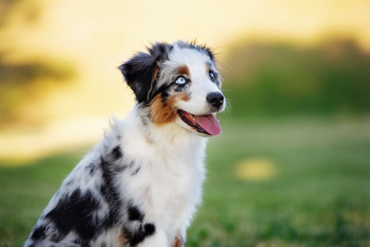 Blue merle Mini Australian Shepherd