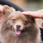 Beaver Pomeranian