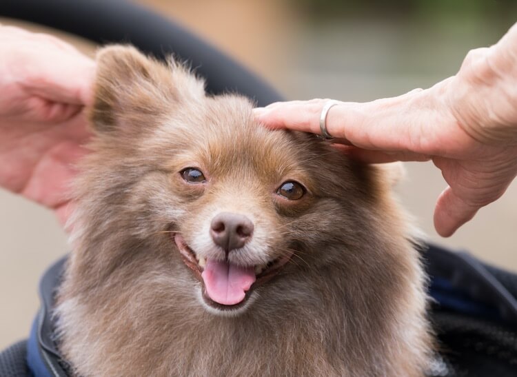 Castor Spitz
