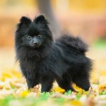 Black Pomeranian