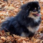 Black & Tan Pomeranian