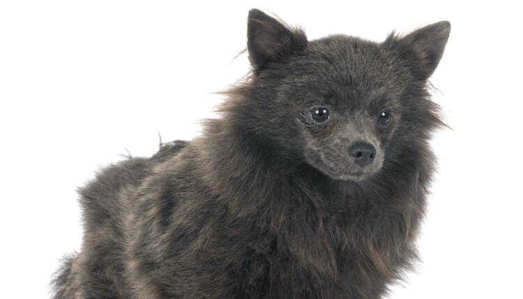 Pomerania azul
