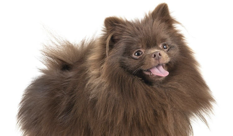 Chocolate Pomeranian