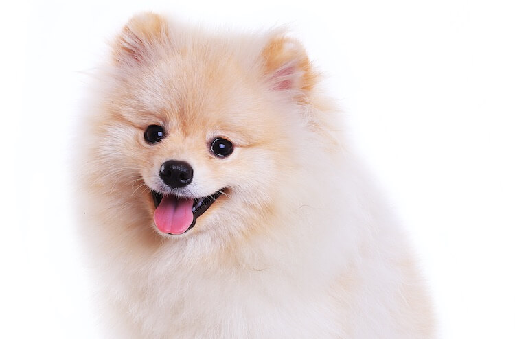 Cream Pomeranian