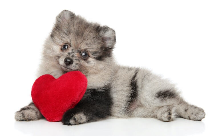 Merle Pomerania