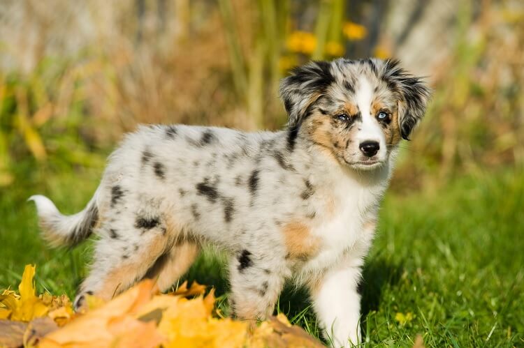 Blue Merle Mini Aussie