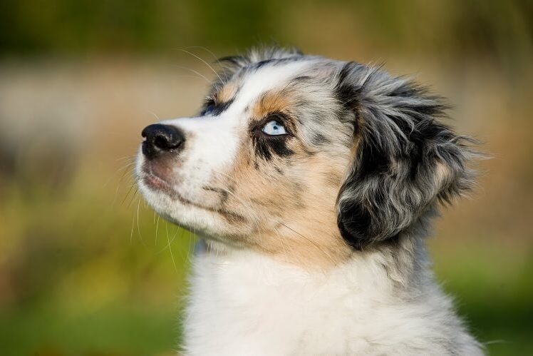 Mini Australian Shepherd Puppy