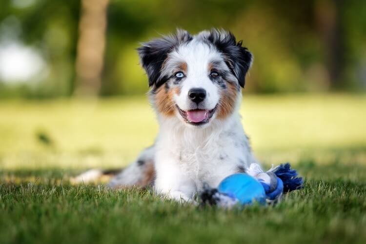 Mini Australian Shepherd Puppy