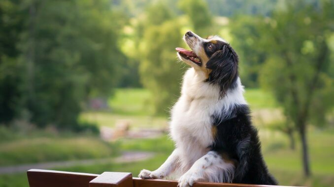 Mini Australian Shepherd What To Know Before Buying Cover