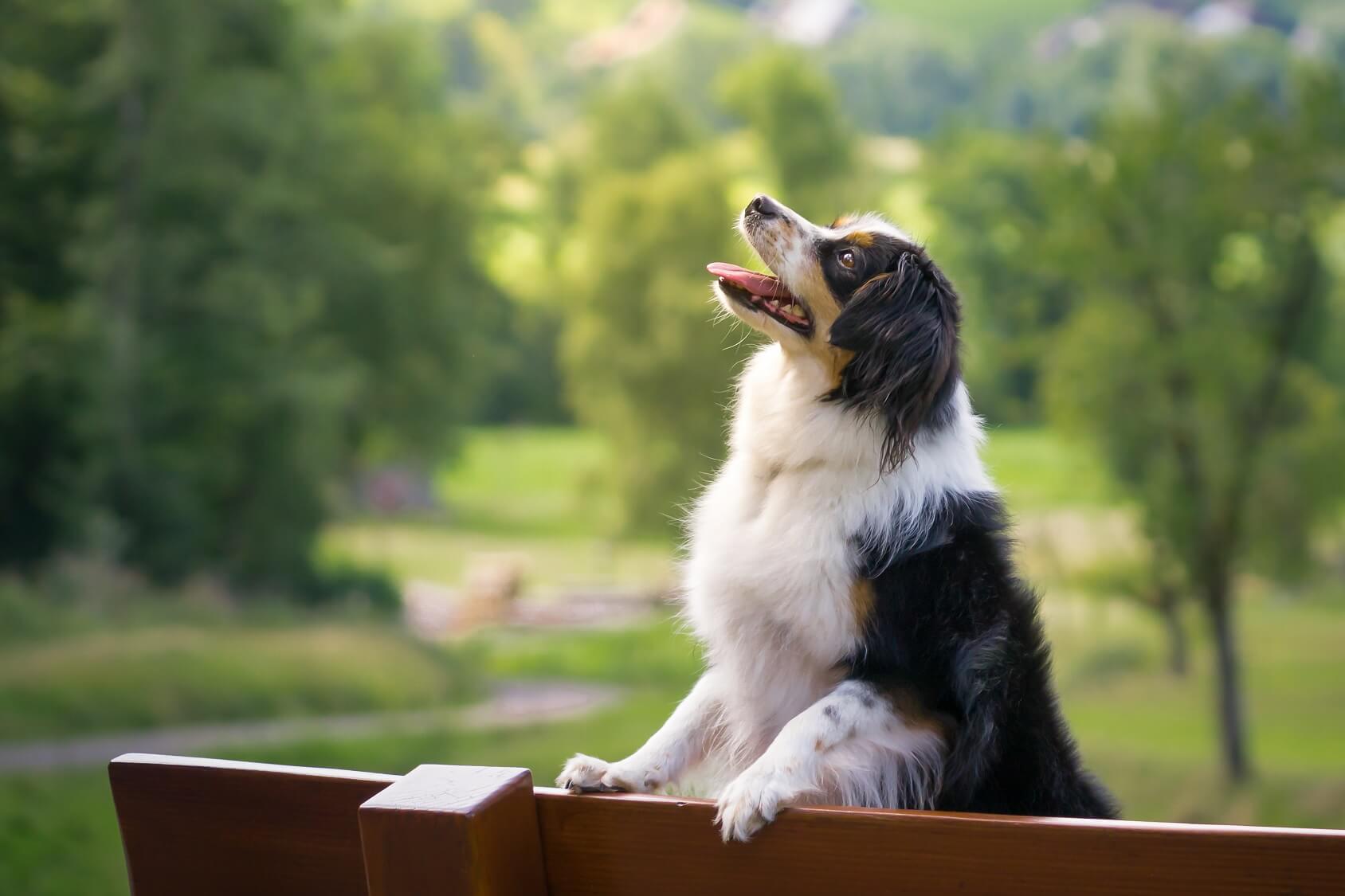 miniature alaskan shepherd