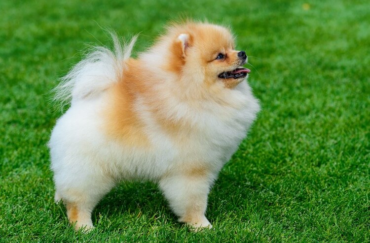Pomerania naranja