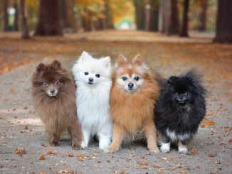 Pomeranian Colors