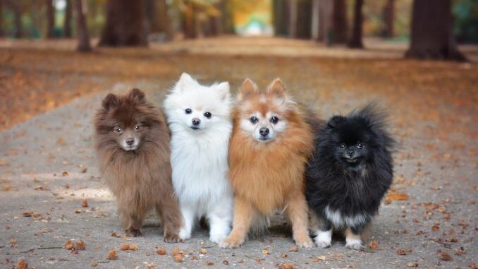 Pomeranian Colors