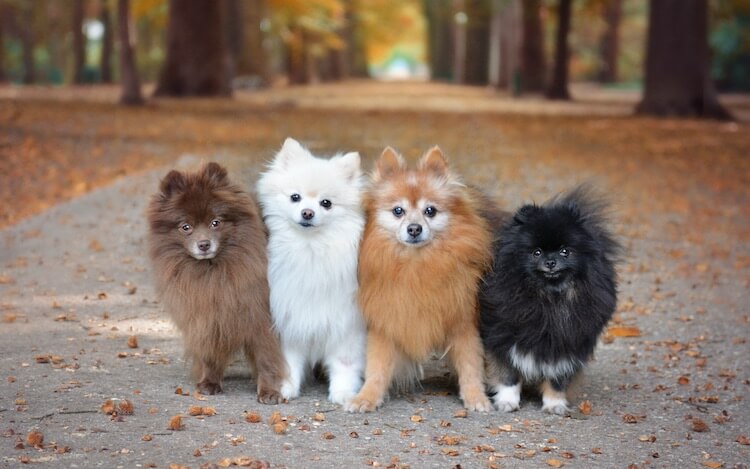 grey and white pomeranian