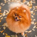 Red Pomeranian