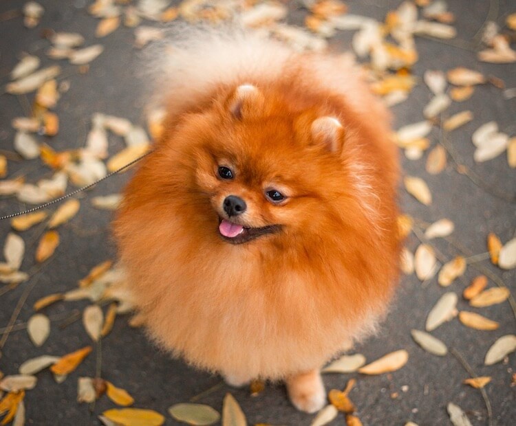 blue brindle pomeranian