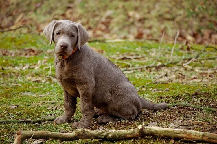 American silver best sale lab