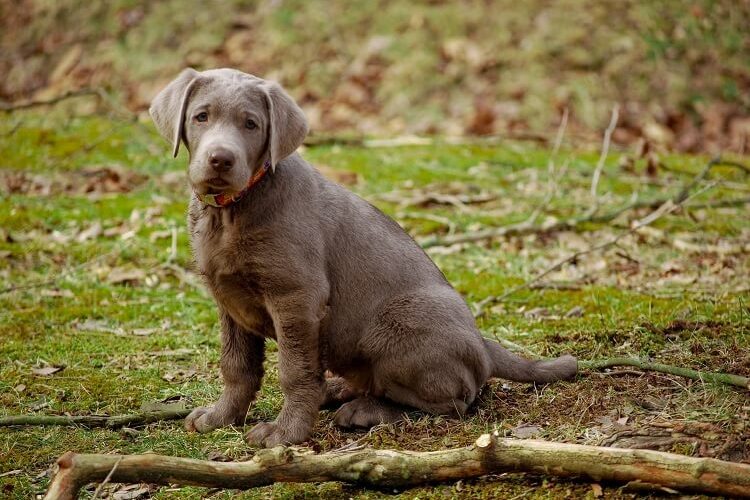 Silver Lab