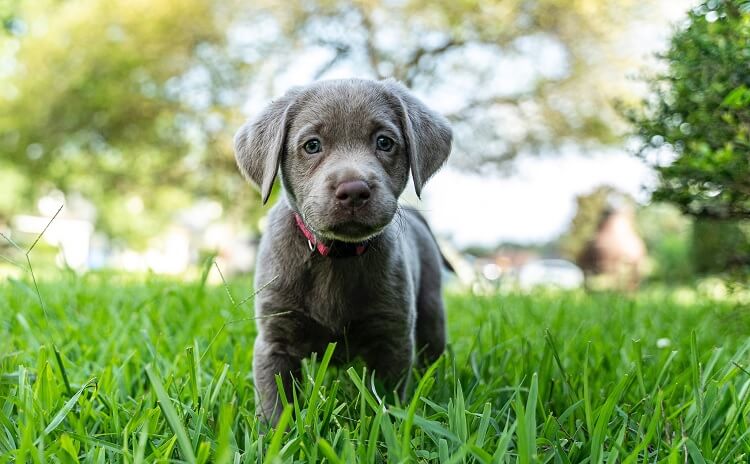 Silver Lab Puppy Walking