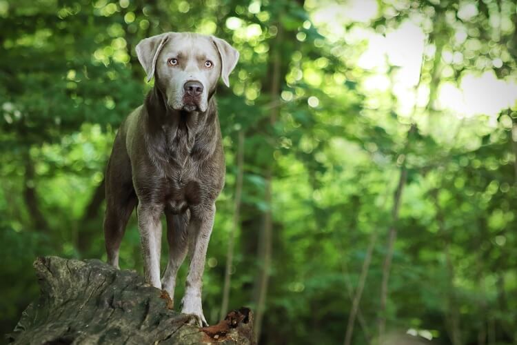 Silver Labrador Retriever