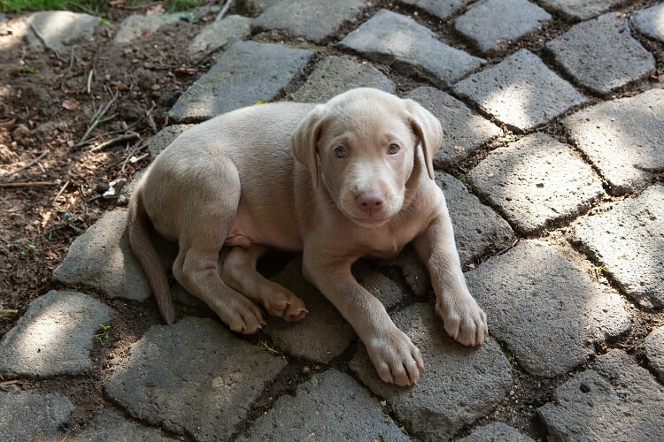 Silver Labrador