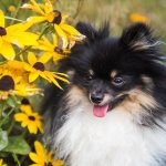 Tri-Colored Pomeranian