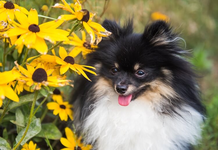 Spitz tricolor